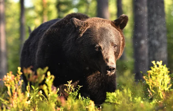 Oso Pardo Bosque Oso Marrón Grande Salvaje Adulto Nombre Científico — Foto de Stock