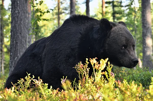 Ein Braunbär Wald Erwachsener Wilder Großer Braunbär Wissenschaftlicher Name Ursus — Stockfoto