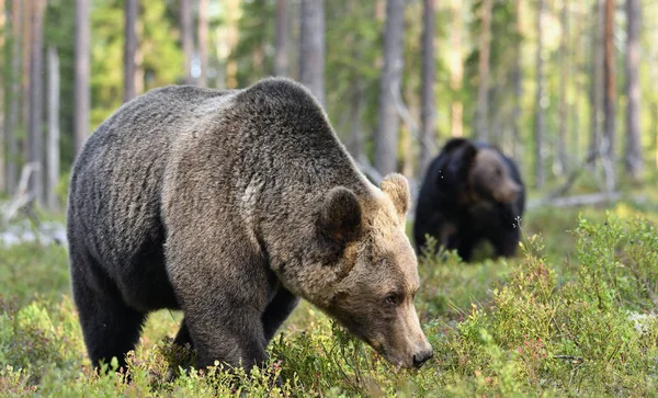 A brown bear in forest. Adult Wild Big Brown Bear. Scientific name: Ursus arctos. Natural habitat, autumn season.