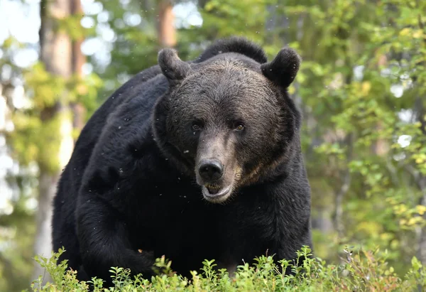 A brown bear in forest. Adult Wild Big Brown Bear. Scientific name: Ursus arctos. Natural habitat, autumn season.