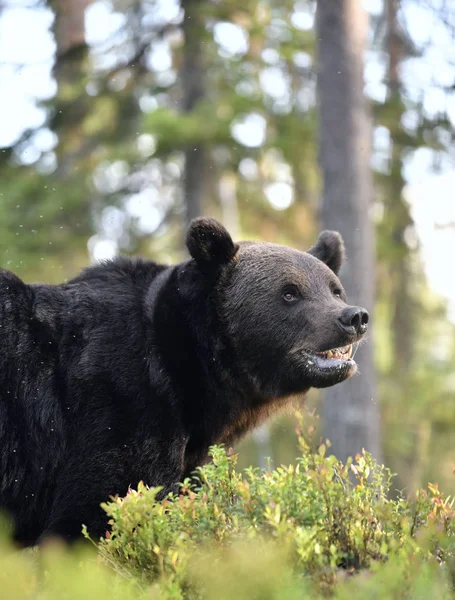 A brown bear in forest. Adult Wild Big Brown Bear. Scientific name: Ursus arctos. Natural habitat, autumn season.