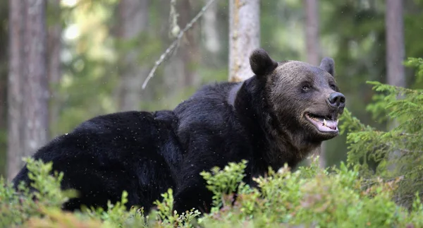 森の中の茶色のクマ 大人の野生の大きな茶色のクマ Ursus Arctos 自然の生息地 秋の季節 — ストック写真