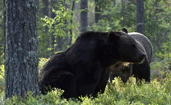 Brązowe Niedźwiedzie Lesie Dorosłe Wielkie Brązowe Niedźwiedzie Nazwa Naukowa Ursus — Zdjęcie stockowe