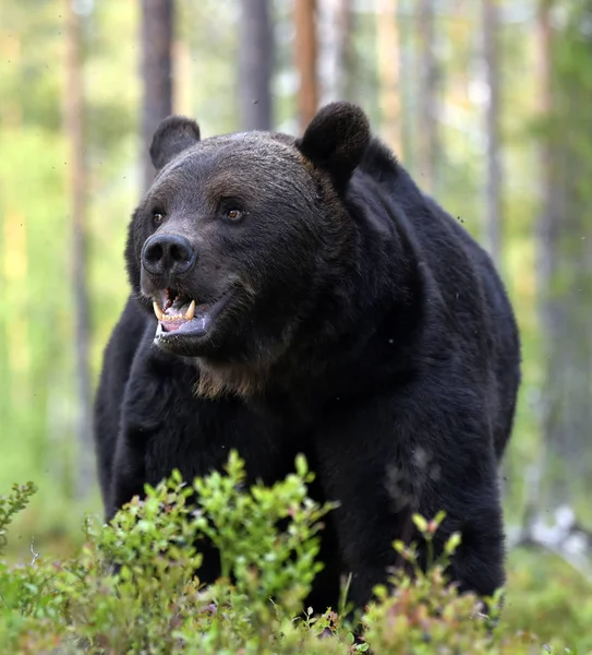 Brązowy Niedźwiedź Lesie Dorosły Wielki Brązowy Niedźwiedź Nazwa Naukowa Ursus — Zdjęcie stockowe