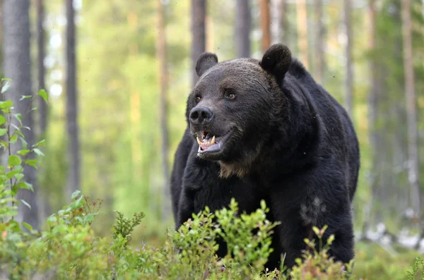 Urso Pardo Floresta Urso Big Brown Selvagem Adulto Nome Científico — Fotografia de Stock