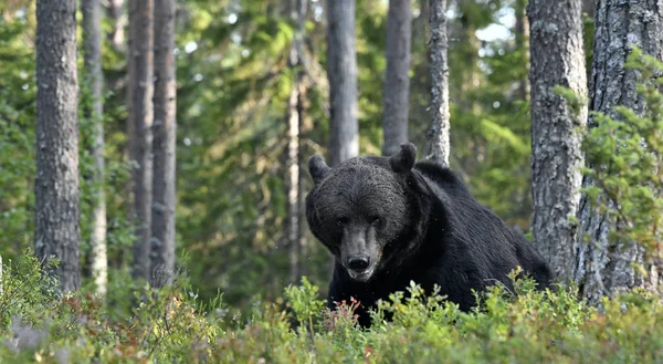 森林里的棕熊 成年大灰熊 Ursus Arctos 自然栖息地 秋季季节 — 图库照片