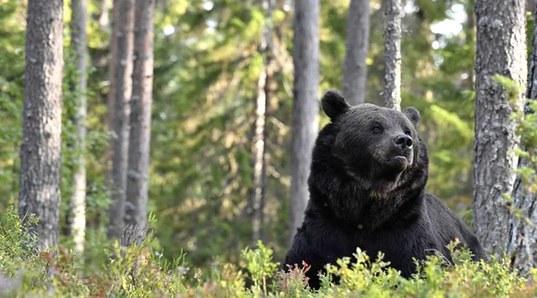 Brązowy Niedźwiedź Lesie Dorosły Wielki Brązowy Niedźwiedź Nazwa Naukowa Ursus — Zdjęcie stockowe