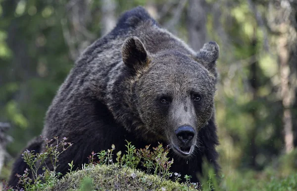 Brązowy Niedźwiedź Lesie Dorosły Wielki Brązowy Niedźwiedź Nazwa Naukowa Ursus — Zdjęcie stockowe