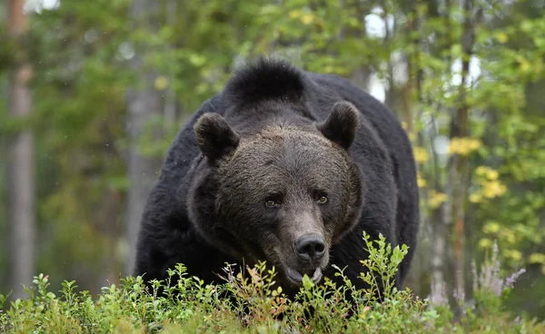 Brązowy Niedźwiedź Lesie Dorosły Wielki Brązowy Niedźwiedź Nazwa Naukowa Ursus — Zdjęcie stockowe