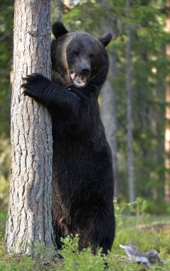 Ormanda ağaca tırmanan kahverengi bir ayı. Yetişkin Vahşi Büyük Kahverengi Ayı. Bilimsel adı Ursus Arctos. Doğal yaşam alanı, sonbahar mevsimi..