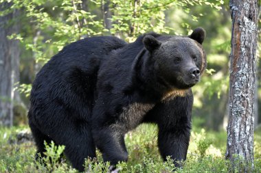 Ormandaki kahverengi ayı. Yetişkin Vahşi Büyük Kahverengi Ayı. Bilimsel adı Ursus Arctos. Doğal yaşam alanı, sonbahar mevsimi..