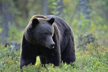 Ormandaki kahverengi ayı. Yetişkin Vahşi Büyük Kahverengi Ayı. Bilimsel adı Ursus Arctos. Doğal yaşam alanı, sonbahar mevsimi..