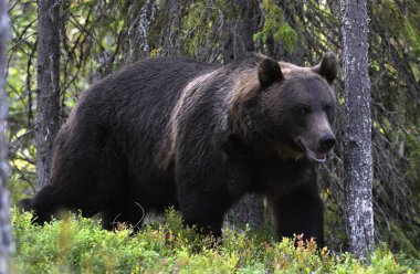 Ormandaki kahverengi ayı. Yetişkin Vahşi Büyük Kahverengi Ayı. Bilimsel adı Ursus Arctos. Doğal yaşam alanı, sonbahar mevsimi..