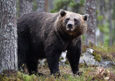Ormandaki kahverengi ayı. Yetişkin Vahşi Büyük Kahverengi Ayı. Bilimsel adı Ursus Arctos. Doğal yaşam alanı, sonbahar mevsimi..