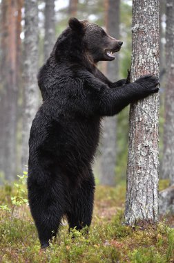 Ormandaki kahverengi ayı. Yetişkin Vahşi Büyük Kahverengi Ayı. Bilimsel adı Ursus Arctos. Doğal yaşam alanı, sonbahar mevsimi..