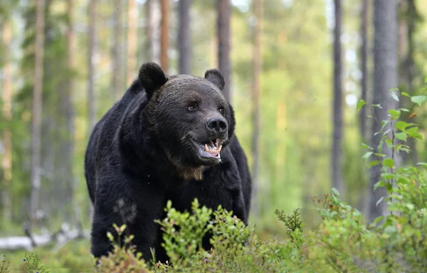 A brown bear in forest. Adult Wild Big Brown Bear. Scientific name: Ursus arctos. Natural habitat, autumn season.