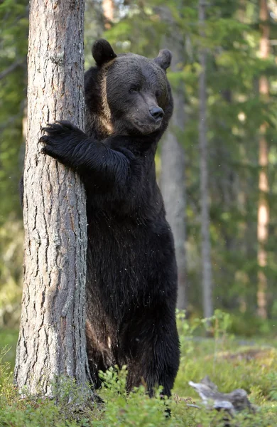 나무를 오르는 곰입니다 학명은 Ursus Arctos 서식지 가을철 — 스톡 사진