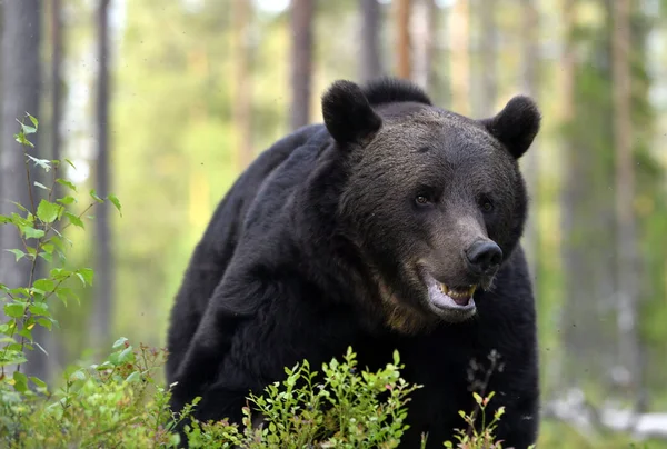 Orso Bruno Nella Foresta Orso Bruno Selvatico Adulto Nome Scientifico — Foto Stock