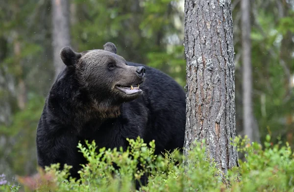 A brown bear in forest. Adult Wild Big Brown Bear. Scientific name: Ursus arctos. Natural habitat, autumn season.