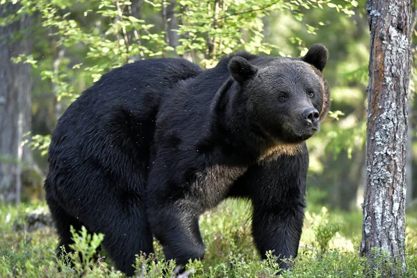 Medvěd Hnědý Lese Dospělý Divoký Medvěd Hnědý Vědecký Název Ursus — Stock fotografie