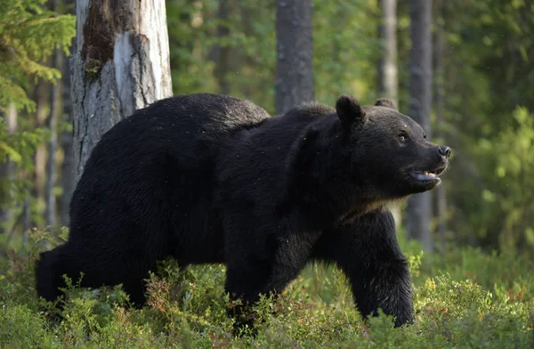 Коричневий Ведмідь Лісі Дорослий Дикий Великий Коричневий Ведмідь Наукова Назва — стокове фото