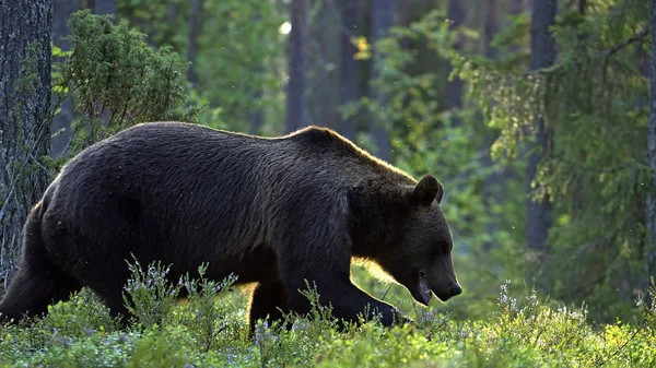 A brown bear in forest. Adult Wild Big Brown Bear. Scientific name: Ursus arctos. Natural habitat, autumn season.