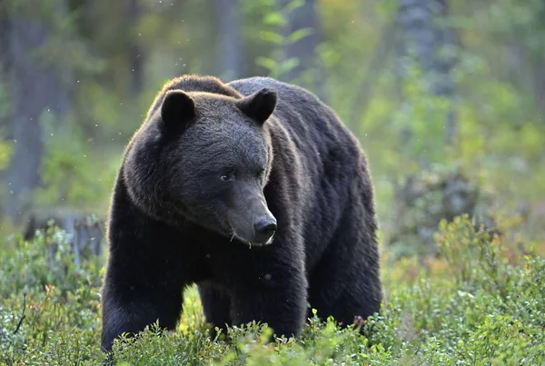森の中の茶色のクマ 大人の野生の大きな茶色のクマ Ursus Arctos 自然の生息地 秋の季節 — ストック写真