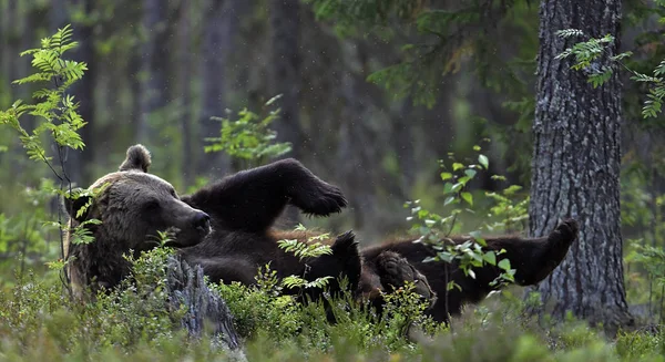 Medvěd Hnědý Lese Dospělý Divoký Medvěd Hnědý Vědecký Název Ursus — Stock fotografie