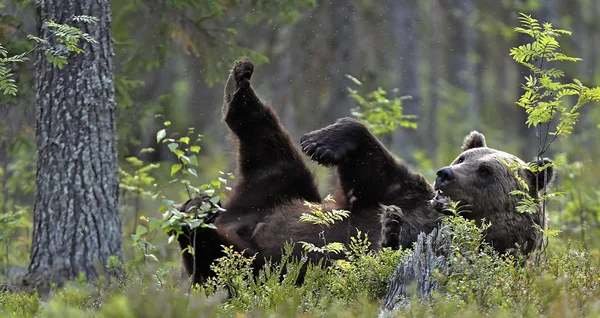 Μια Καφέ Αρκούδα Στο Δάσος Ενηλίκων Άγρια Μεγάλη Καφέ Αρκούδα — Φωτογραφία Αρχείου