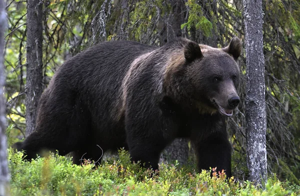 A brown bear in forest. Adult Wild Big Brown Bear. Scientific name: Ursus arctos. Natural habitat, autumn season.