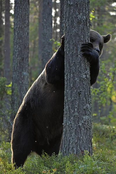 Een Bruine Beer Het Bos Volwassen Wilde Grote Bruine Beer — Stockfoto