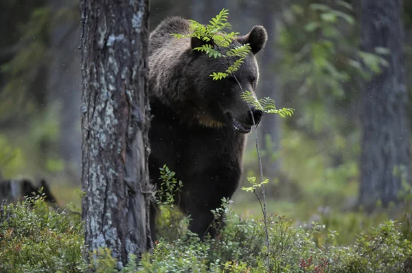Ein Braunbär Wald Erwachsener Wilder Großer Braunbär Wissenschaftlicher Name Ursus — Stockfoto