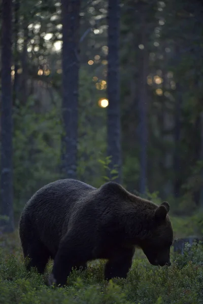 Бурый Медведь Лесу Взрослый Большой Коричневый Медведь Научное Название Ursus — стоковое фото