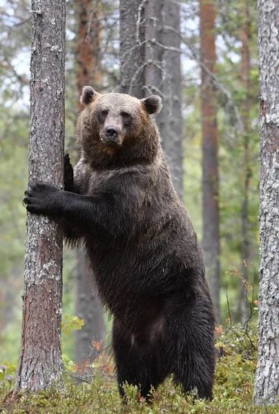 Ein Braunbär Wald Erwachsener Wilder Großer Braunbär Wissenschaftlicher Name Ursus — Stockfoto