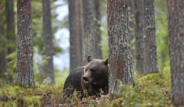 Ein Braunbär Wald Erwachsener Wilder Großer Braunbär Wissenschaftlicher Name Ursus — Stockfoto