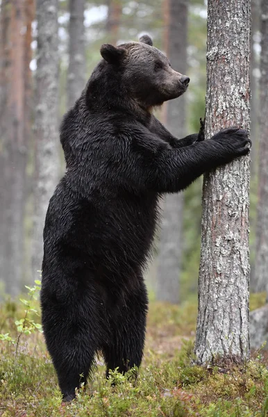 森林里的棕熊 成年大灰熊 Ursus Arctos 自然栖息地 秋季季节 — 图库照片