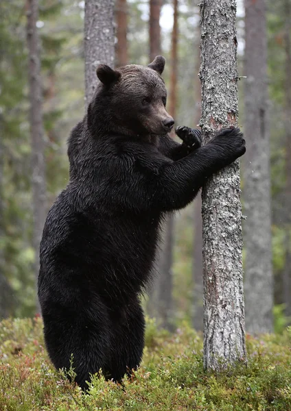 森林里的棕熊 成年大灰熊 Ursus Arctos 自然栖息地 秋季季节 — 图库照片