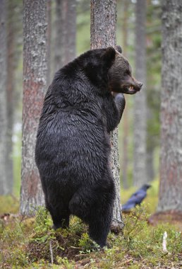 Ormandaki kahverengi ayı. Yetişkin Vahşi Büyük Kahverengi Ayı. Bilimsel adı Ursus Arctos. Doğal yaşam alanı, sonbahar mevsimi..
