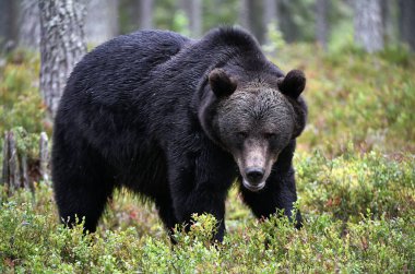 Ormandaki kahverengi ayı. Yetişkin Vahşi Büyük Kahverengi Ayı. Bilimsel adı Ursus Arctos. Doğal yaşam alanı, sonbahar mevsimi..