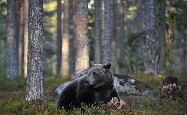 Ormandaki kahverengi ayı. Yetişkin Vahşi Büyük Kahverengi Ayı. Bilimsel adı Ursus Arctos. Doğal yaşam alanı, sonbahar mevsimi..
