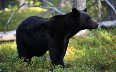 Ormandaki kahverengi ayı. Yetişkin Vahşi Büyük Kahverengi Ayı. Bilimsel adı Ursus Arctos. Doğal yaşam alanı, sonbahar mevsimi..