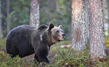 Ormandaki kahverengi ayı. Yetişkin Vahşi Büyük Kahverengi Ayı. Bilimsel adı Ursus Arctos. Doğal yaşam alanı, sonbahar mevsimi..