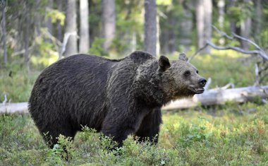Ormandaki kahverengi ayı. Yetişkin Vahşi Büyük Kahverengi Ayı. Bilimsel adı Ursus Arctos. Doğal yaşam alanı, sonbahar mevsimi..