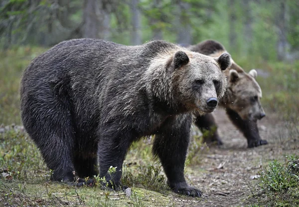 A brown bears in forest. Adult Wild Big Brown Bears. Scientific name: Ursus arctos. Natural habitat, autumn season.