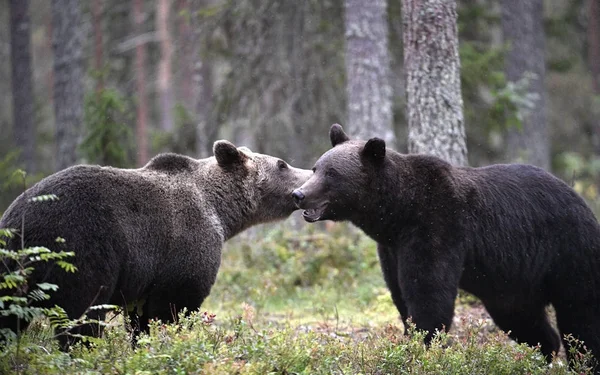 Ursos Castanhos Floresta Ursos Big Brown Selvagens Adultos Nome Científico — Fotografia de Stock