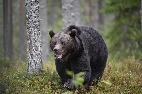 A brown bear in forest. Adult Wild Big Brown Bear. Scientific name: Ursus arctos. Natural habitat, autumn season.