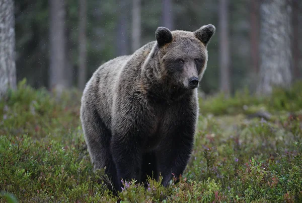 Oso Pardo Bosque Oso Marrón Grande Salvaje Adulto Nombre Científico —  Fotos de Stock