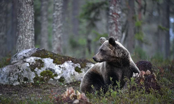 Medvěd Hnědý Lese Dospělý Divoký Medvěd Hnědý Vědecký Název Ursus — Stock fotografie