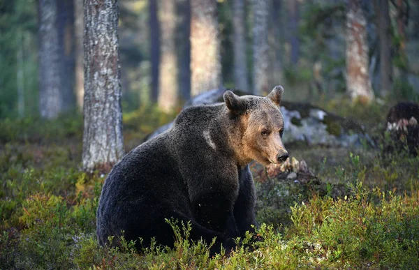 森林里的棕熊 成年大灰熊 Ursus Arctos 自然栖息地 秋季季节 — 图库照片