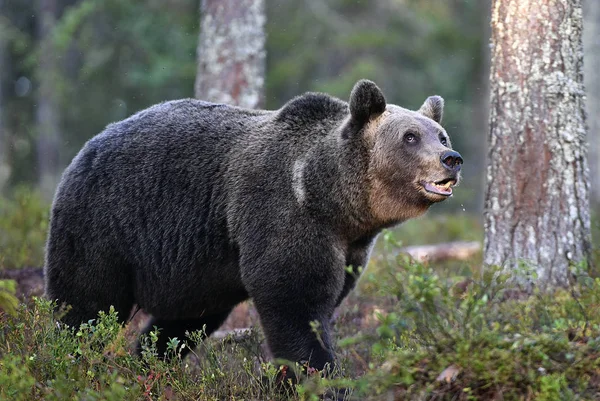 森の中の茶色のクマ 大人の野生の大きな茶色のクマ Ursus Arctos 自然の生息地 秋の季節 — ストック写真